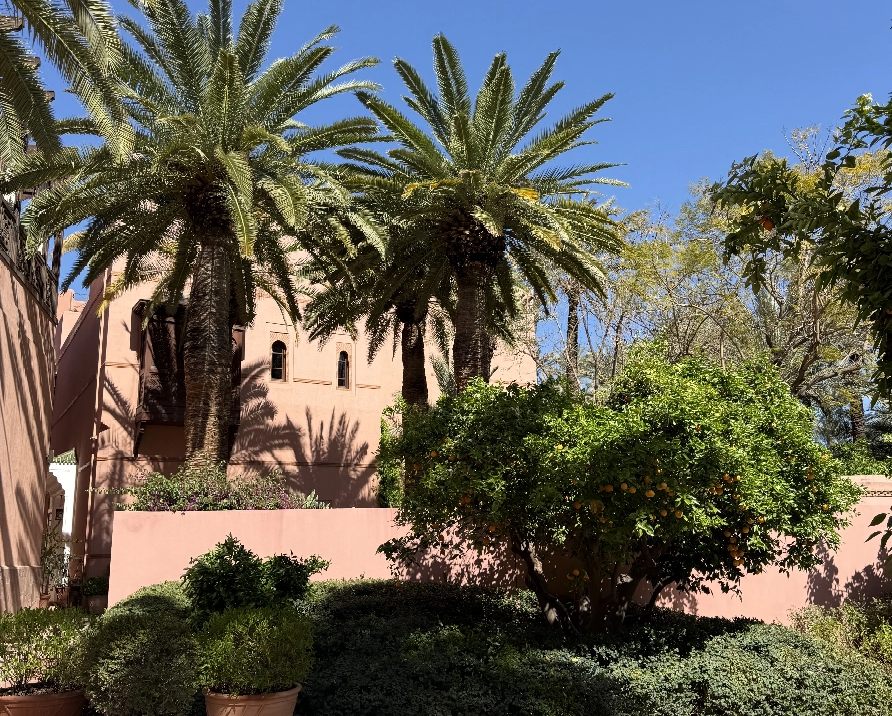 Jardin de palmiers