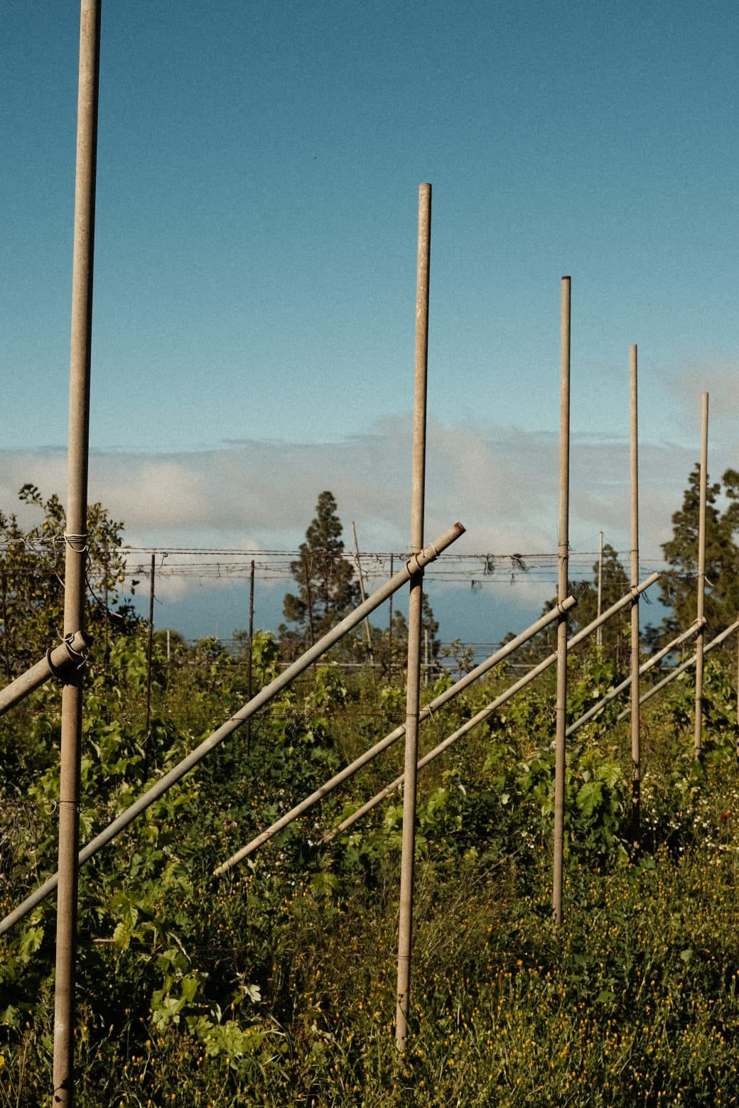 Vignes en terrasse, Tenerife